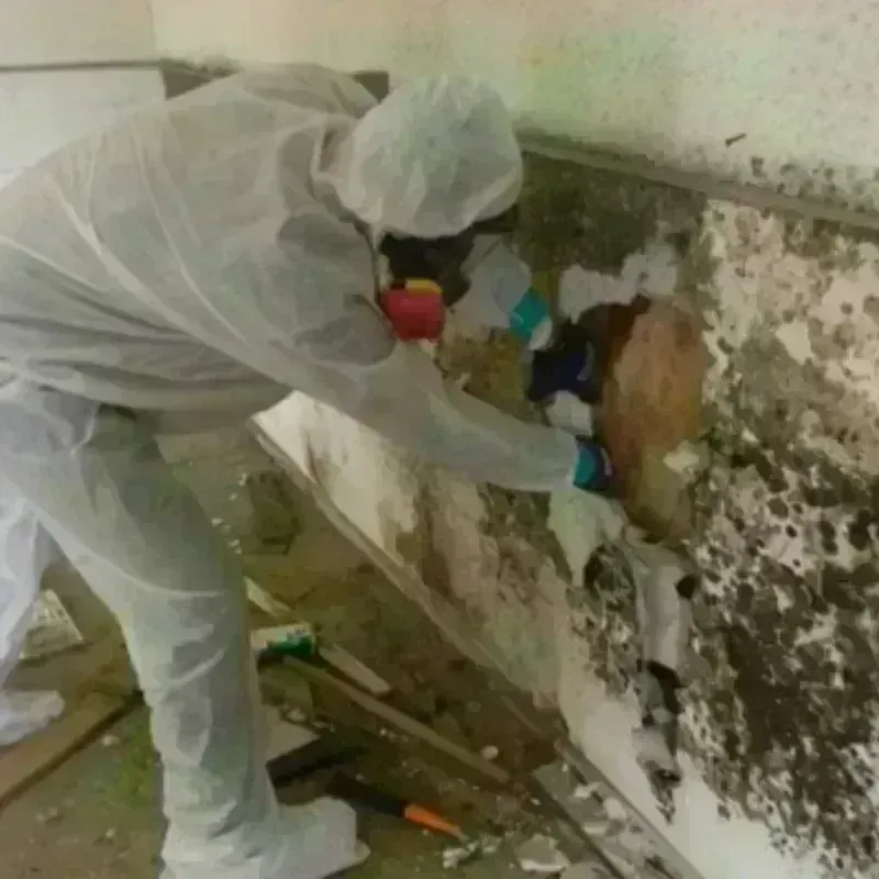 Mold Remediation and Removal in Bolivar Peninsula, TX